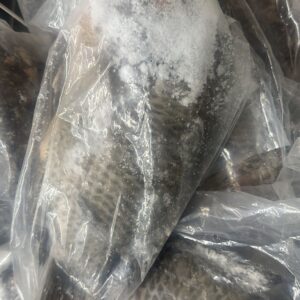 tilapia